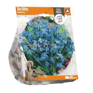 Baltus Scilla Siberica Sterhyacint bloembollen per 10 stuks